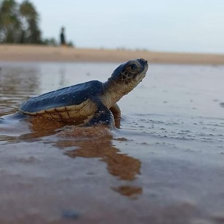 Turtle Watch Cabana Tangalle Εξωτερικό φωτογραφία