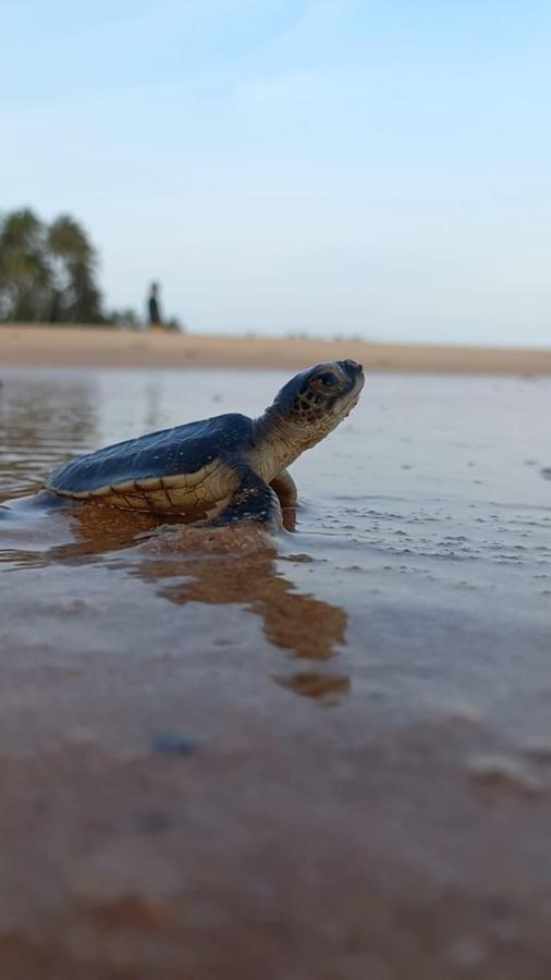 Turtle Watch Cabana Tangalle Εξωτερικό φωτογραφία