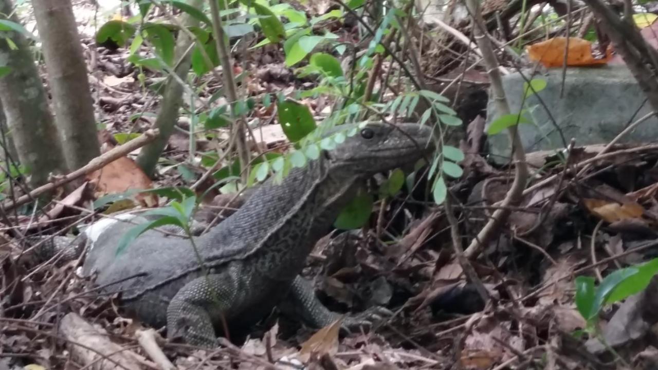 Turtle Watch Cabana Tangalle Εξωτερικό φωτογραφία